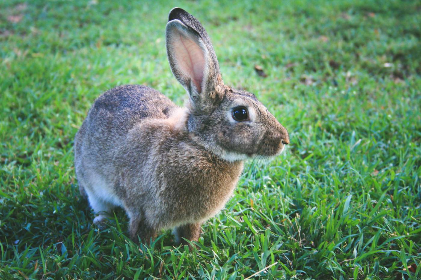 Rabbit Closeup  picture