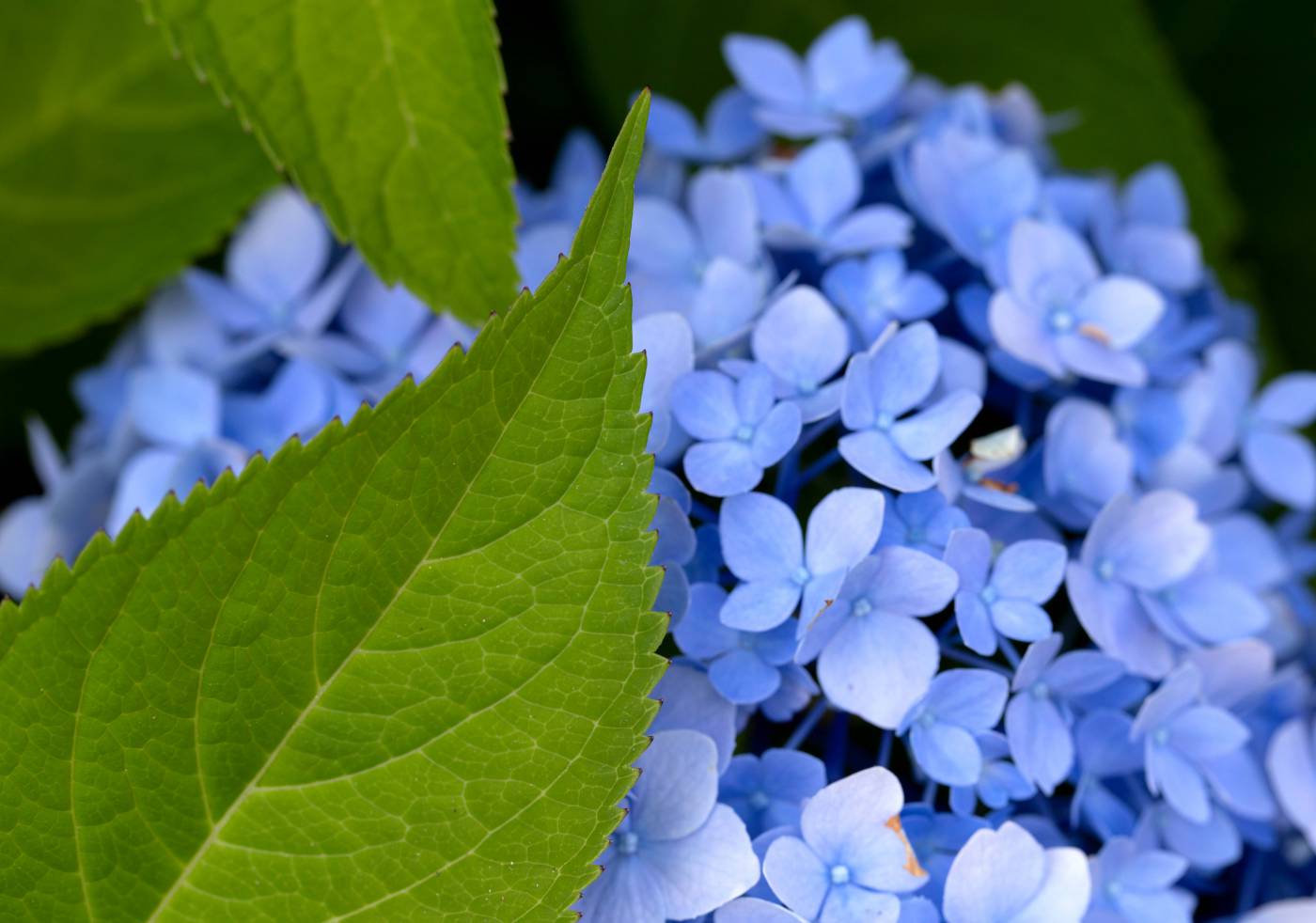 Blue Flowers  picture