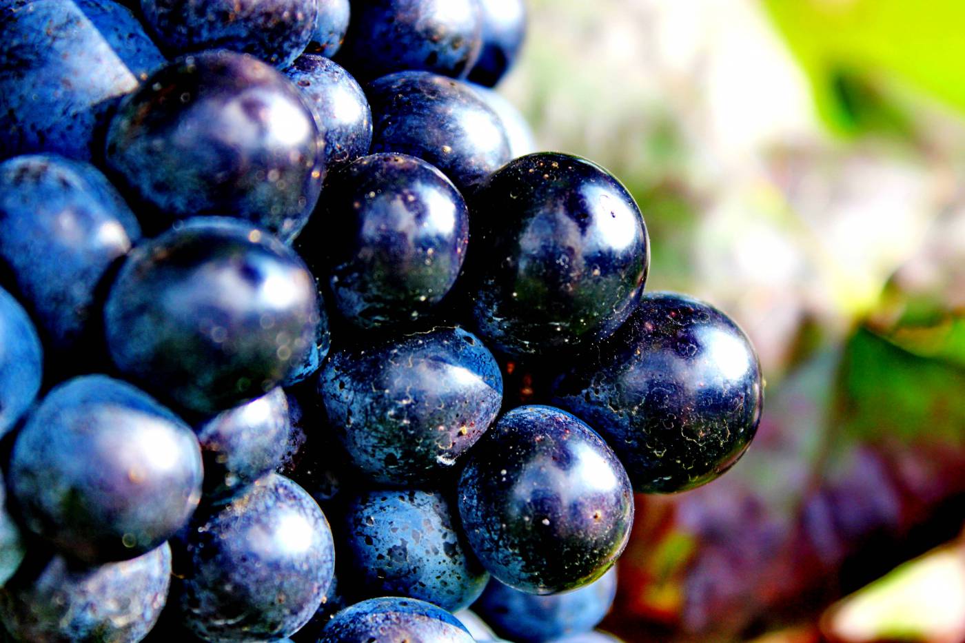 Ripe Grapes  picture