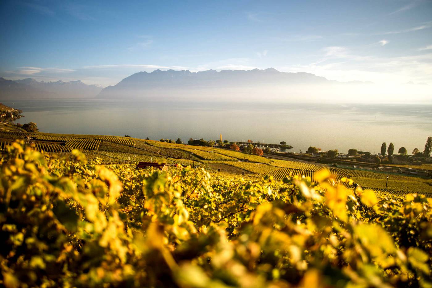 Vineyard View in the Morning  picture