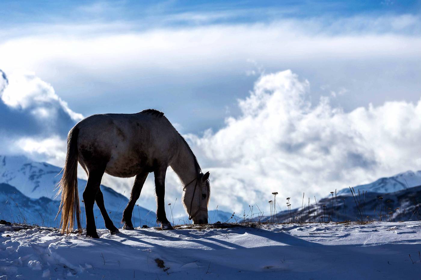 Horse in ?Winter?  picture