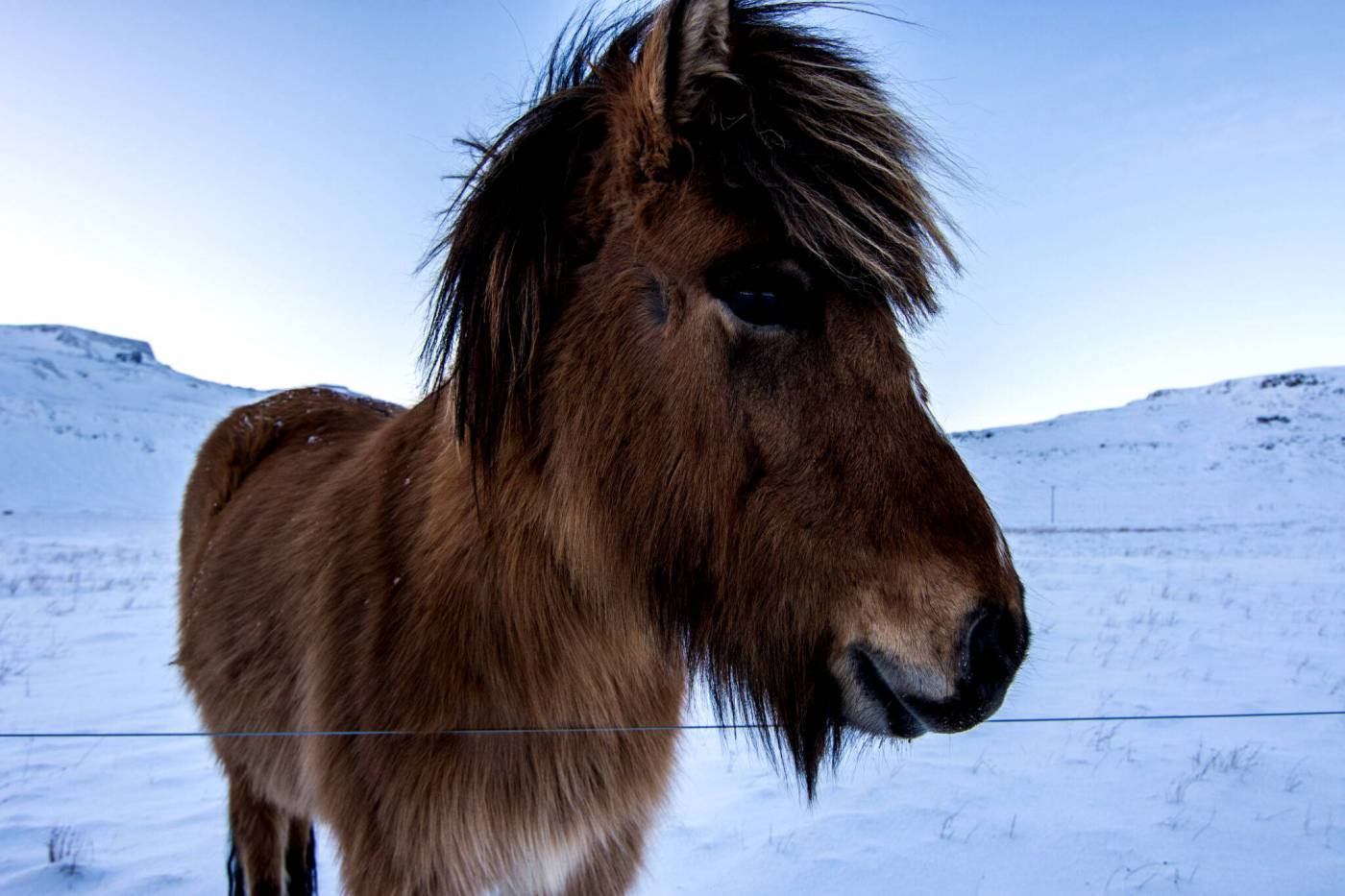 Wild Horse ?Winter?  picture