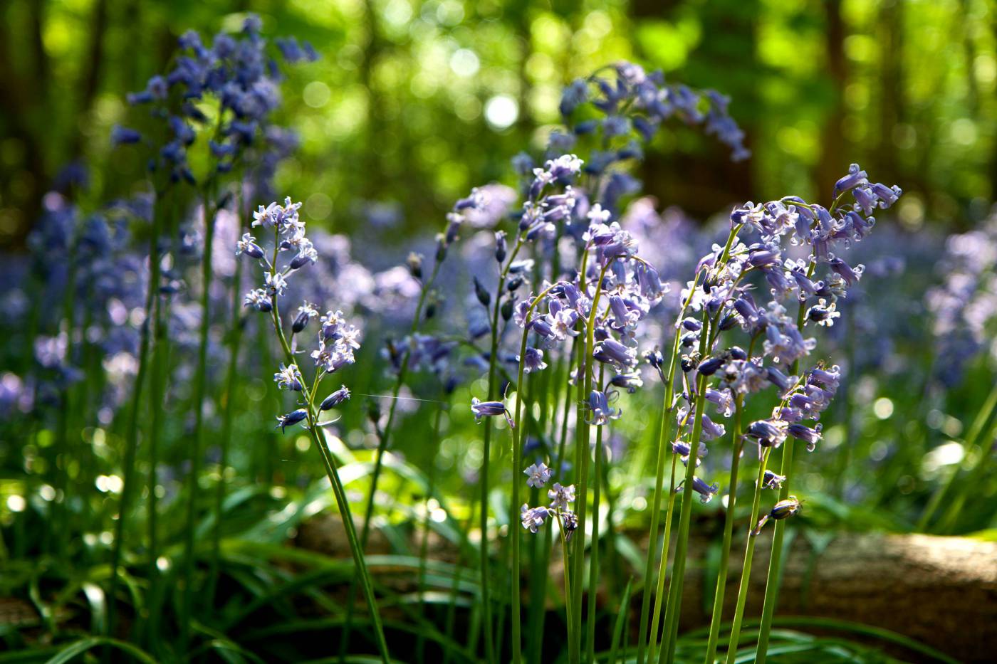 English Bluebells: Enchanting Woodland Beauty in Bloom picture