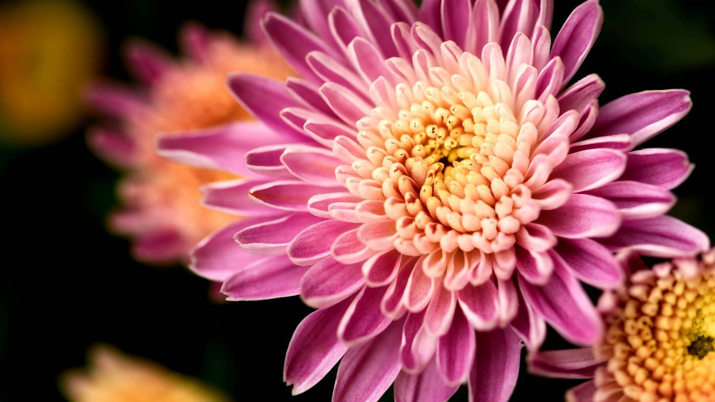 Macro Pink Flower  picture