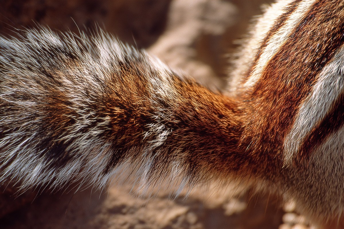 bryce canyon chipmunk tail stripes detail macro 52778138 260c 4d90