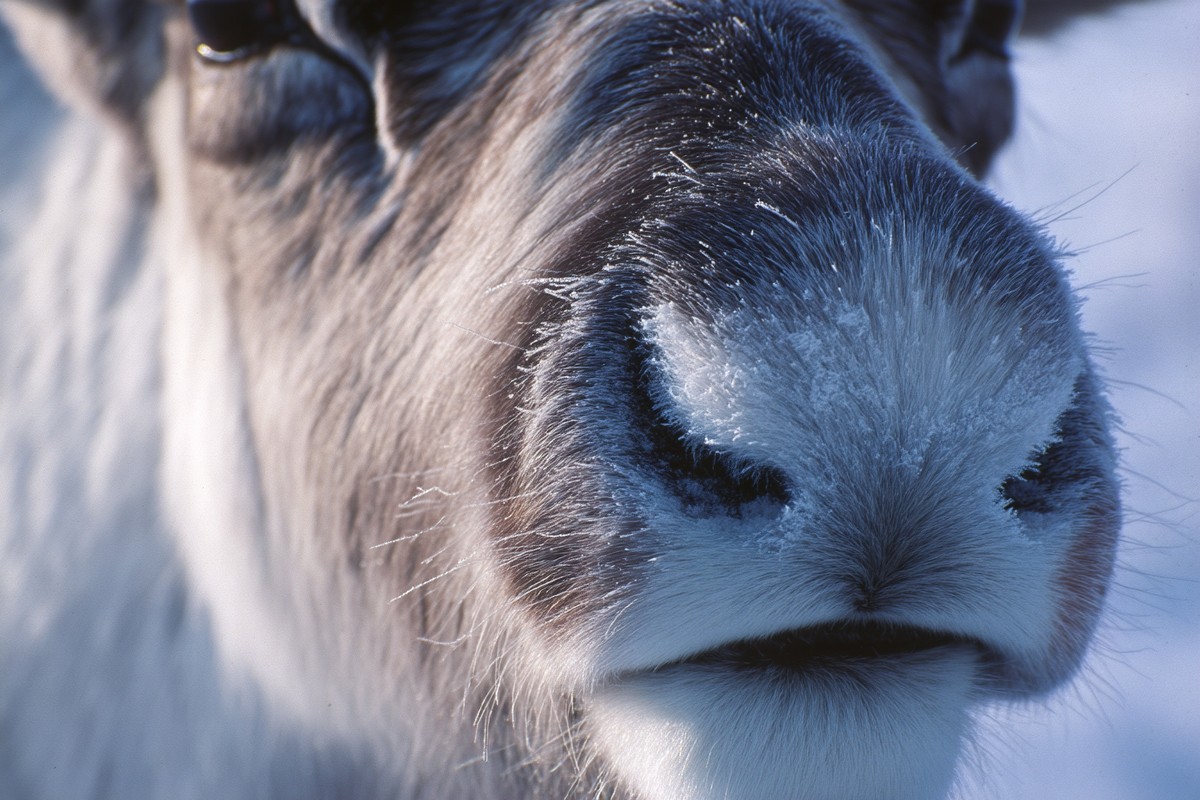 denali caribou nose close with frosty whiskers c92a9a86 8323 4dae