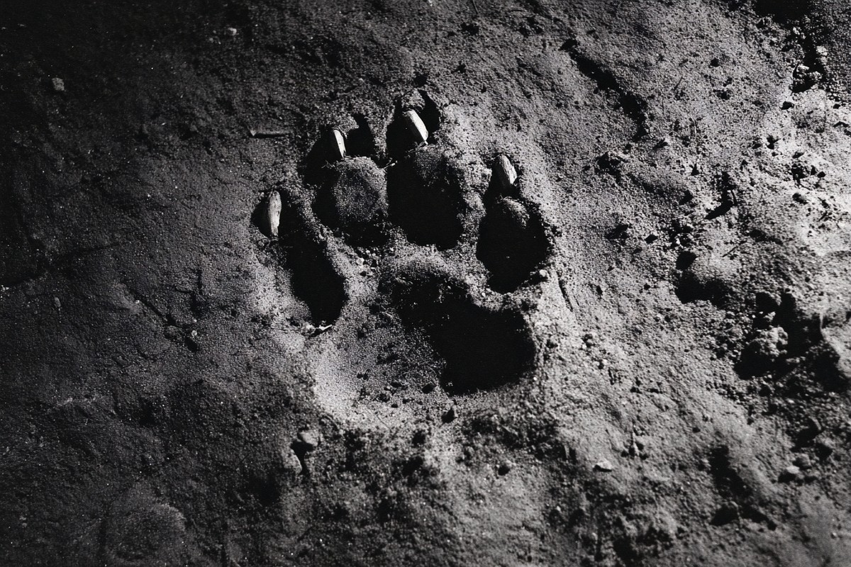 denali grizzly paw print mud macro close sho 007a963b 989a