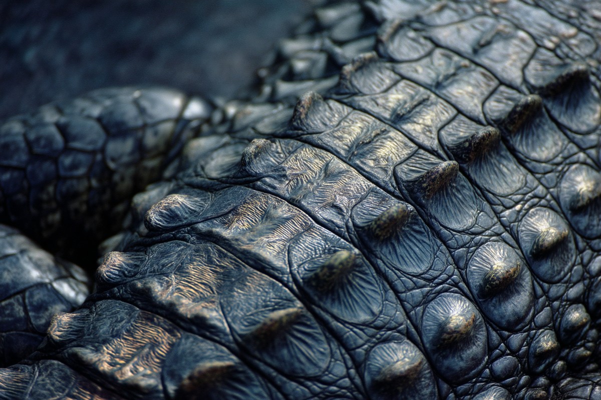 everglades american crocodile scaly tail texture 132a0e51 9c8c 4d2f ae3f