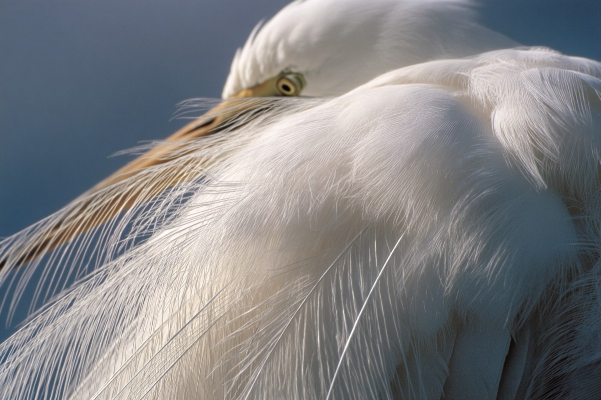 everglades great egret white feather detail macro 7ae5669f ac40 4dec