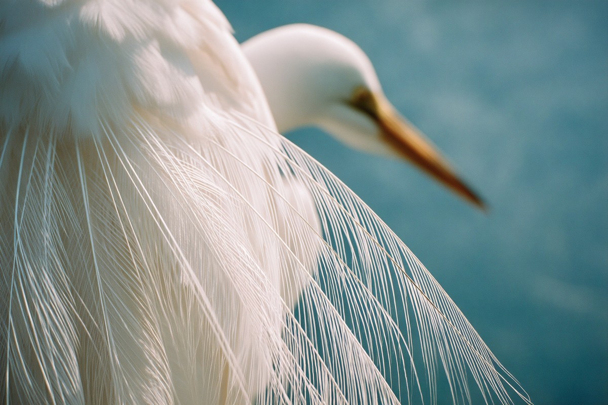 everglades great egret white feather detail macro 7ae5669f ac40 4dec