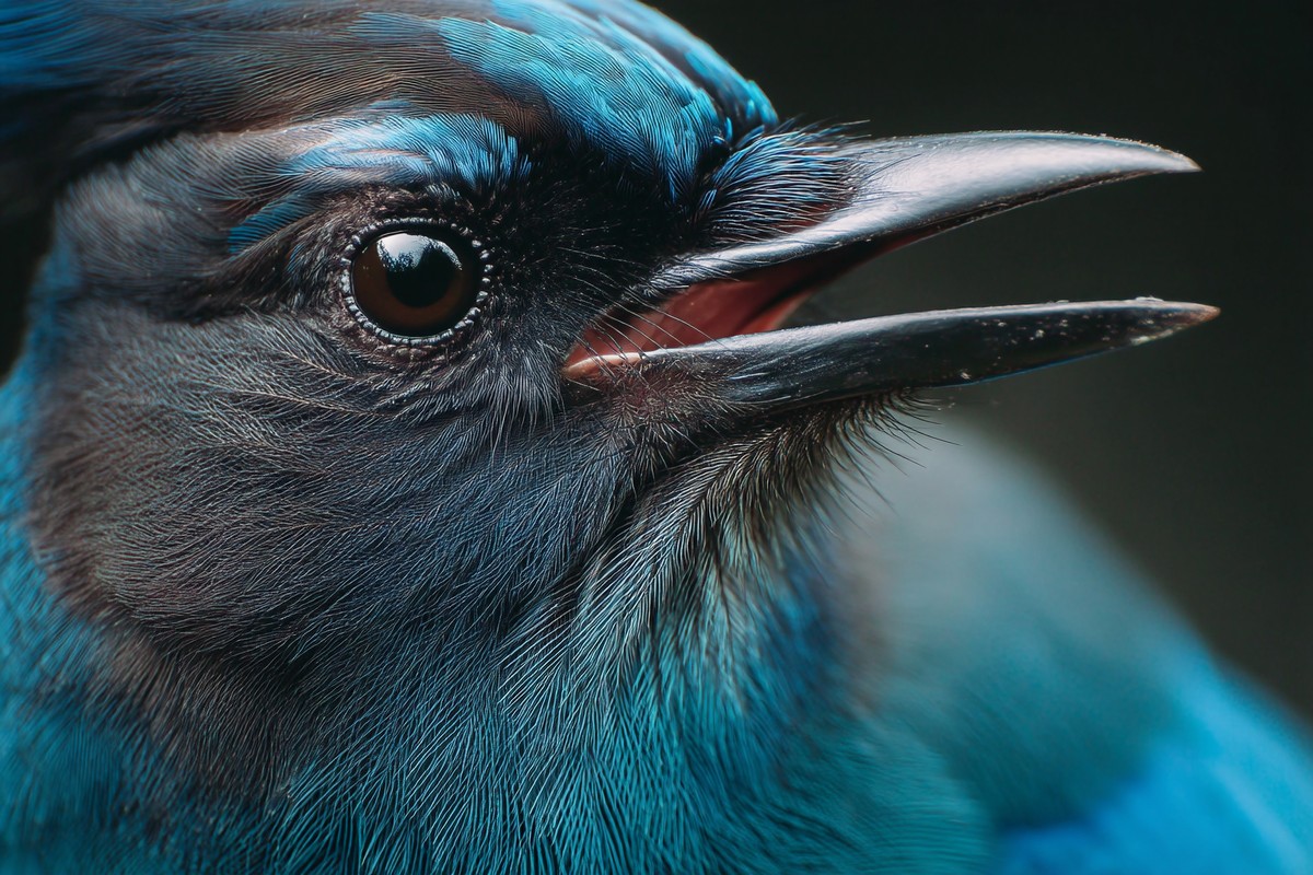 redwood stellers jay beak close with feather 18815361 7b56 4fb9