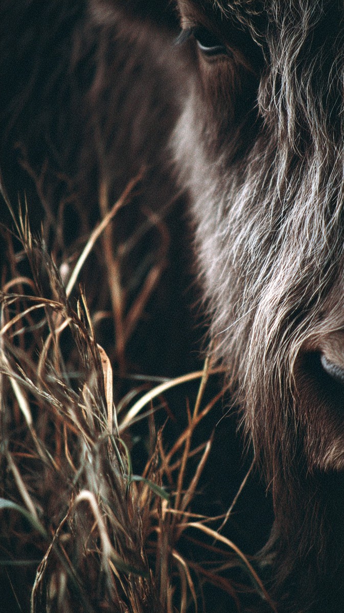 yellowstone bison fur tangled with grass macro clo 9ca38002 a10f
