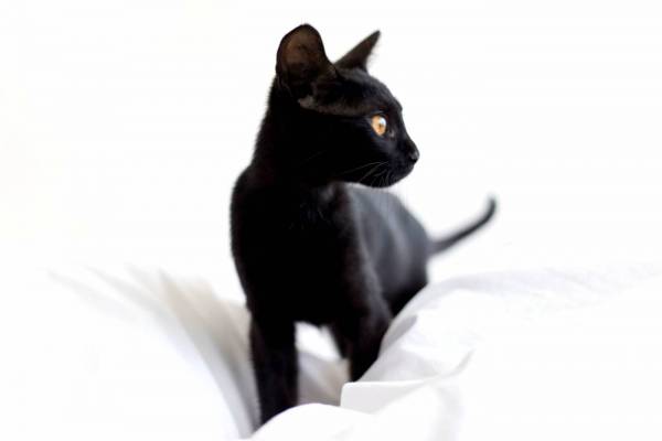 Black Cat Royalty-