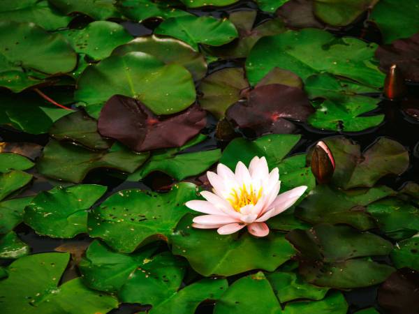 Lily Pad Water Royalty-