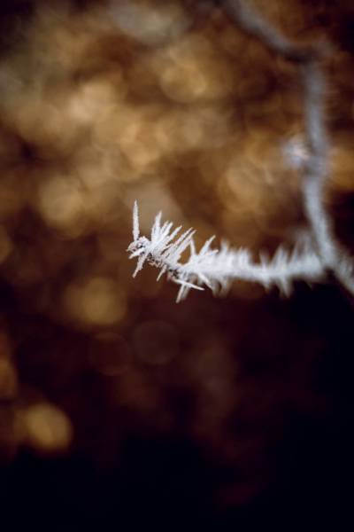 autumn foliage ice crystal/