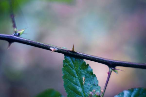 autumn wild thorn hedge/