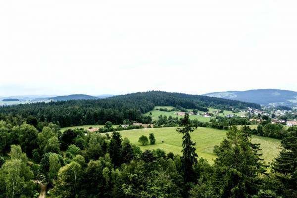 bavaria forest landscape/