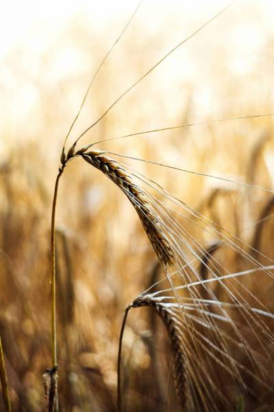 bio wheat agriculture/