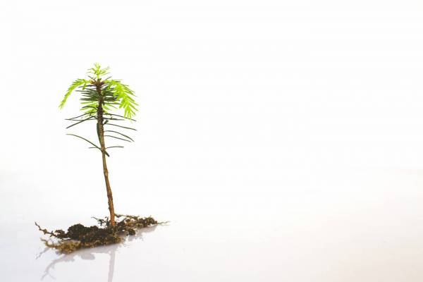 blank fir tree with root/