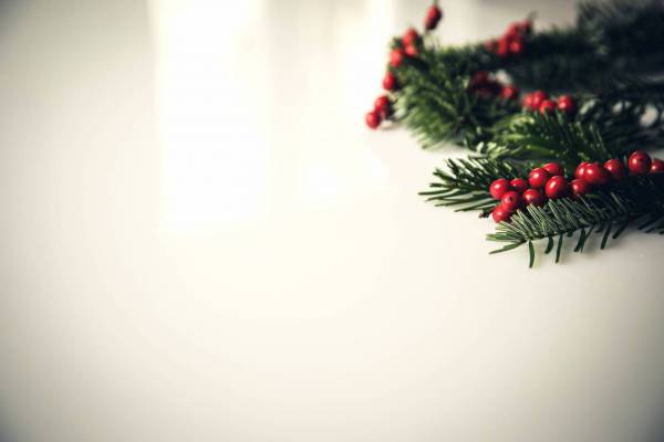 christmas fir tree/