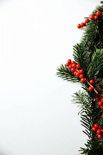 christmas fir with holly/