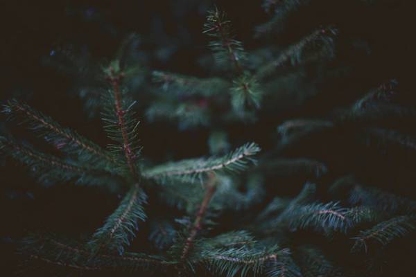 christmasy fir tree conifer/