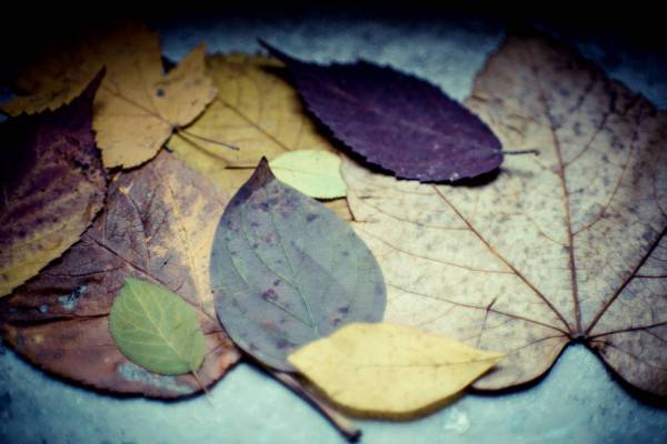 colourful autumn leaves/