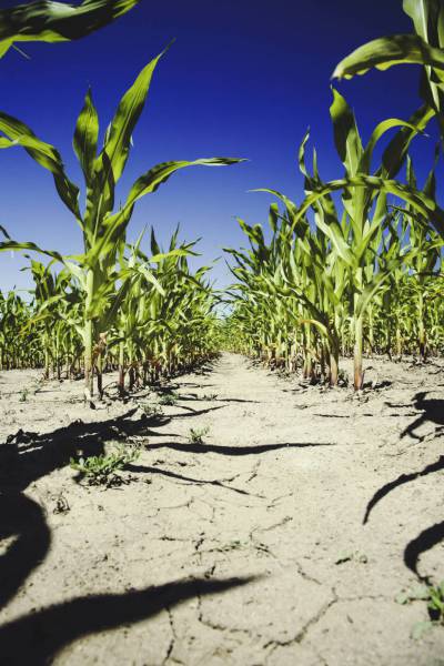 cornfield maize corn/
