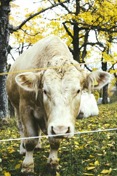 cow meadow autumn/