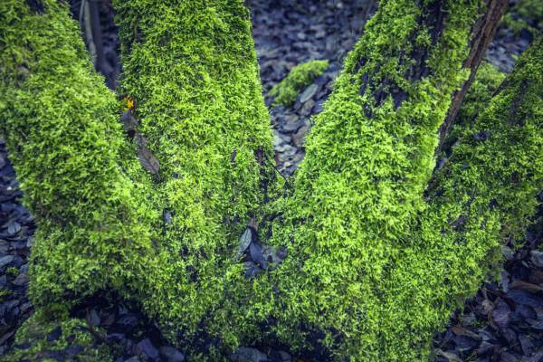 dead tree trunk moss/