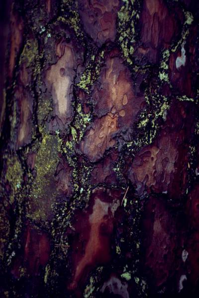 fir confier tree bark/