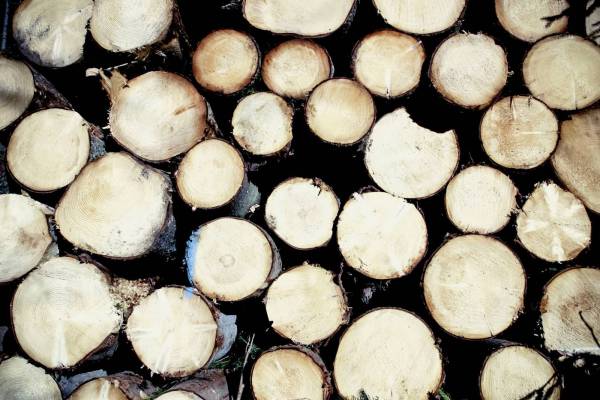 firewood stack/