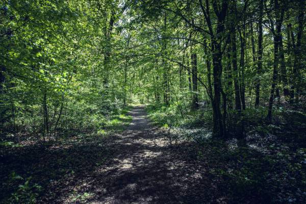 forest hiking path/