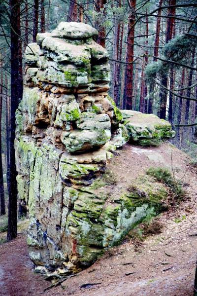 forest rock hiking path/