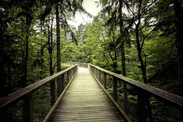 forest tree top path/