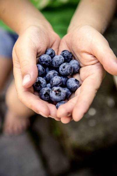 fresh bio crop blueberry/