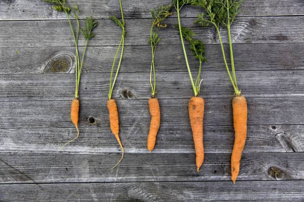 fresh bio harvest carrots/