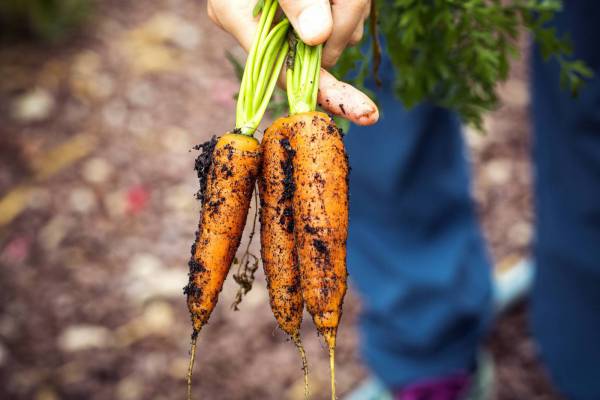 fresh bio harvest carrots raised bed/