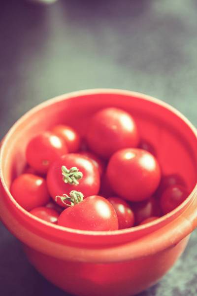 fresh bio tomato harvest/