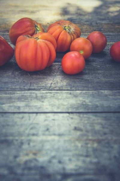 fresh bio tomatoes/