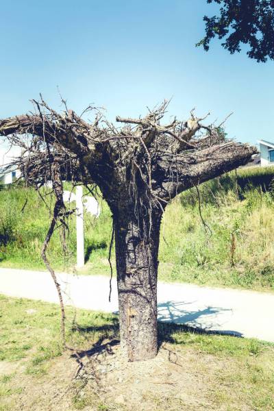 garden art tree plant root/
