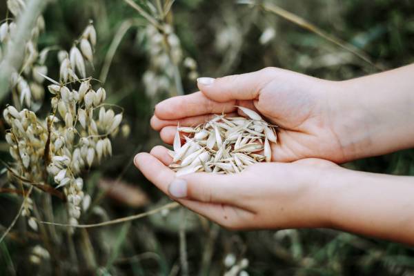 harvest fresh bio oats/
