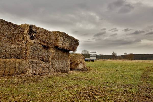 hay straw bale harvest/
