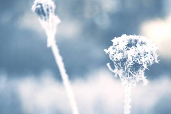 ice crystal wild plant reed/
