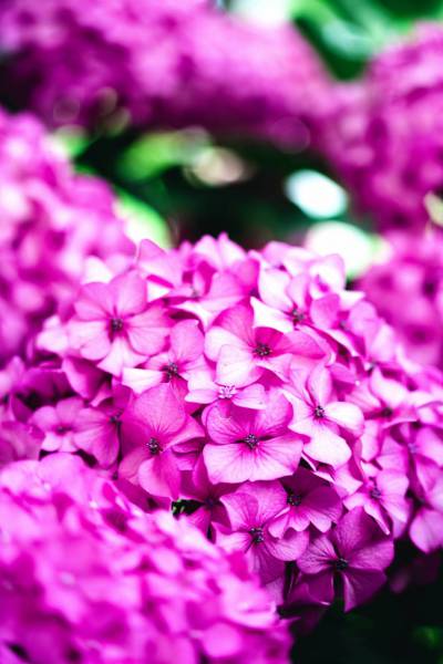luminous pink flower/