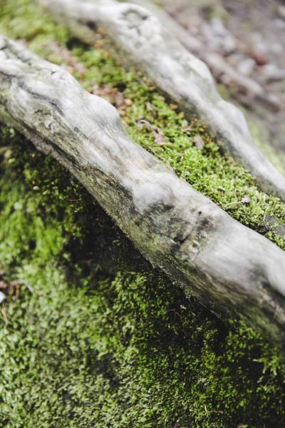 moss dead tree trunk/