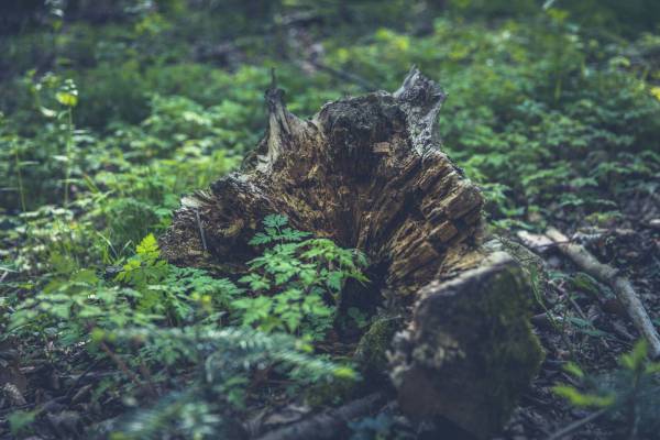 moss dead tree trunk forest/