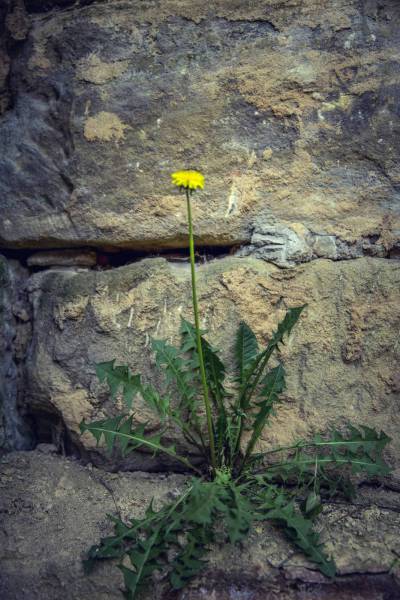 stand alone dandelion wall/
