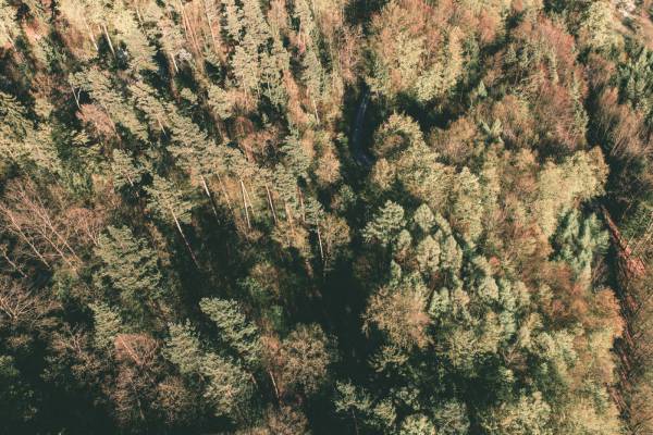 top view forest trees ballooning/