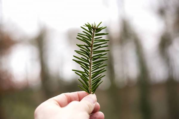 tree conifer needle fir hand hold/